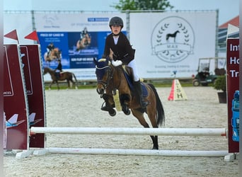NRPS, Jument, 14 Ans, 126 cm, Bai