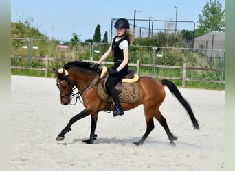 NRPS, Jument, 14 Ans, 126 cm, Bai