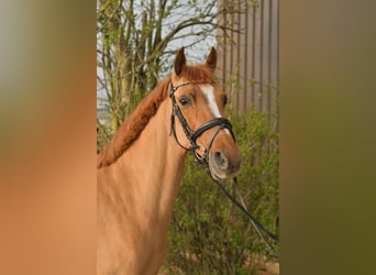 NRPS, Jument, 14 Ans, 148 cm, Alezan