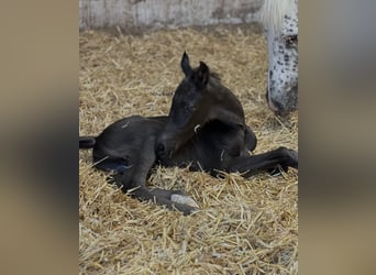 NRPS, Jument, 1 Année, 148 cm, Léopard