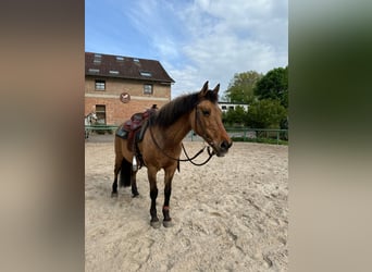 NRPS, Jument, 22 Ans, 145 cm