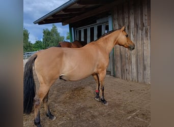 NRPS, Jument, 22 Ans, 145 cm