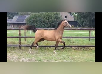 NRPS, Jument, 2 Ans, 144 cm, Buckskin