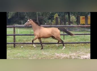 NRPS, Jument, 2 Ans, 144 cm, Buckskin