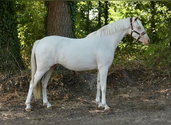 NRPS, Jument, 2 Ans, 144 cm, Cremello