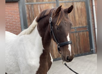 NRPS, Jument, 2 Ans, 160 cm, Pinto