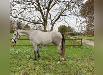 NRPS, Jument, 2 Ans, 163 cm, Gris