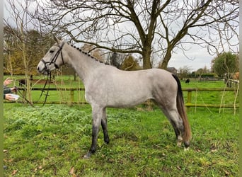 NRPS, Jument, 2 Ans, 163 cm, Gris