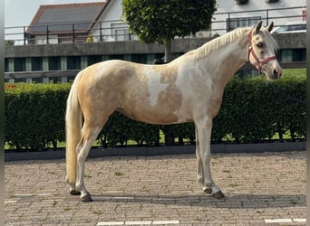 NRPS Croisé, Jument, 3 Ans, 132 cm, Pinto