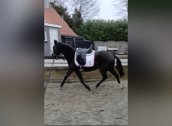 NRPS, Jument, 3 Ans, 134 cm, Bai brun foncé