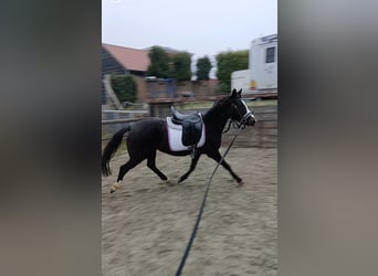 NRPS, Jument, 3 Ans, 134 cm, Bai brun foncé