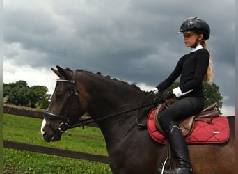 NRPS, Jument, 3 Ans, 139 cm, Bai brun foncé