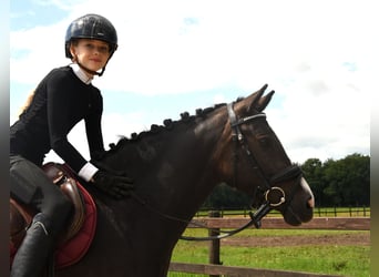 NRPS, Jument, 3 Ans, 139 cm, Bai brun foncé