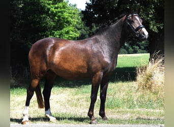NRPS, Jument, 3 Ans, 139 cm, Bai brun foncé