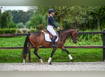 NRPS, Jument, 3 Ans, 143 cm, Bai