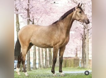 NRPS, Jument, 3 Ans, 148 cm, Buckskin
