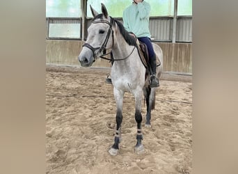 NRPS, Jument, 3 Ans, 160 cm, Gris