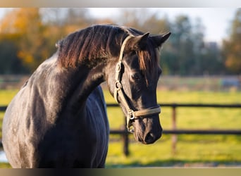 NRPS, Jument, 3 Ans, 160 cm, Noir