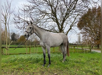 NRPS, Jument, 3 Ans, 163 cm, Gris