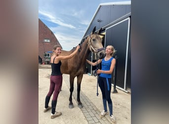 NRPS, Jument, 3 Ans, 165 cm, Buckskin