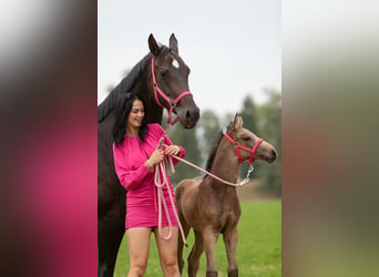 NRPS, Jument, 3 Ans, 165 cm, Buckskin