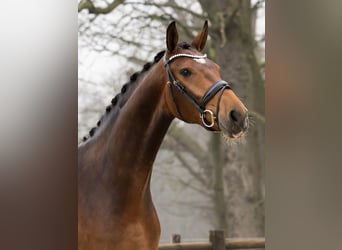 NRPS, Jument, 3 Ans, 166 cm, Bai