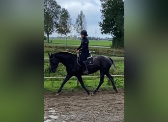 NRPS, Jument, 3 Ans, 173 cm, Léopard