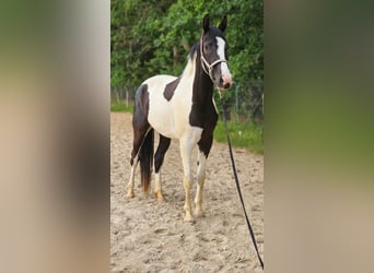 NRPS, Jument, 3 Ans, 174 cm, Pinto
