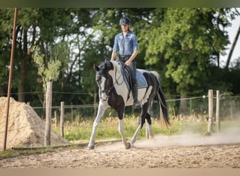 NRPS, Jument, 3 Ans, 174 cm, Pinto
