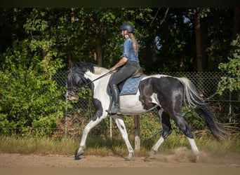 NRPS, Jument, 3 Ans, 174 cm, Pinto