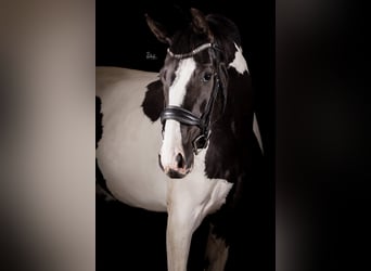 NRPS, Jument, 3 Ans, 174 cm, Pinto