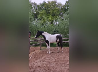 NRPS, Jument, 3 Ans, 174 cm, Pinto