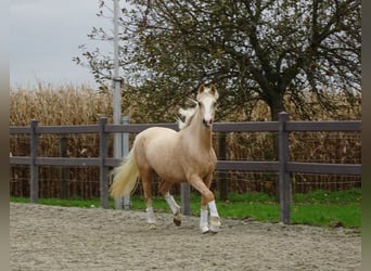 NRPS, Jument, 3 Ans, Palomino