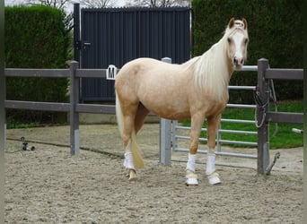 NRPS, Jument, 3 Ans, Palomino