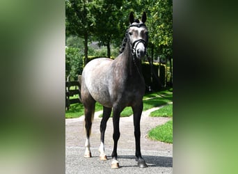 NRPS, Jument, 4 Ans, 132 cm, Gris