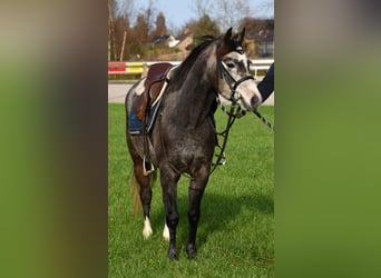 NRPS, Jument, 4 Ans, 132 cm, Gris