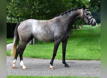 NRPS, Jument, 4 Ans, 132 cm, Gris