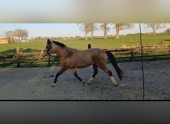 NRPS, Jument, 4 Ans, 141 cm, Isabelle