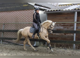 NRPS Croisé, Jument, 4 Ans, 144 cm, Palomino