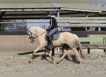 NRPS Croisé, Jument, 4 Ans, 144 cm, Palomino