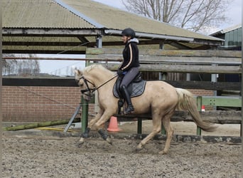 NRPS Croisé, Jument, 4 Ans, 144 cm, Palomino