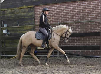 NRPS Croisé, Jument, 4 Ans, 144 cm, Palomino