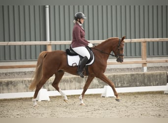 NRPS, Jument, 4 Ans, 145 cm, Alezan