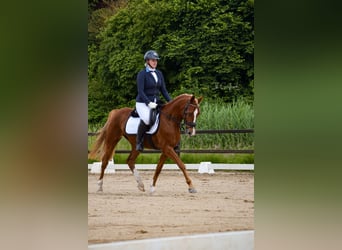 NRPS, Jument, 4 Ans, 145 cm, Alezan