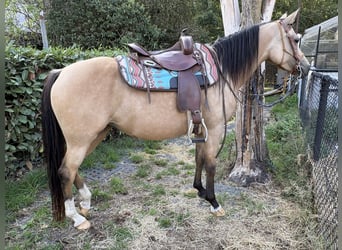 NRPS, Jument, 4 Ans, 147 cm, Buckskin