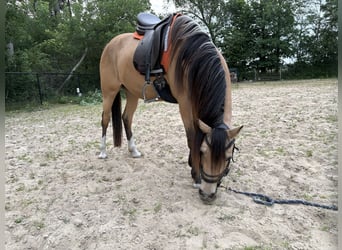 NRPS, Jument, 4 Ans, 147 cm, Buckskin