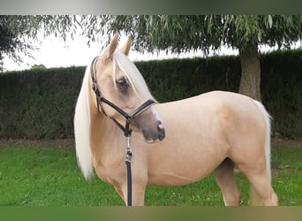 NRPS, Jument, 4 Ans, 147 cm, Palomino