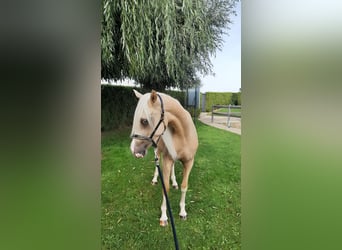 NRPS, Jument, 4 Ans, 147 cm, Palomino