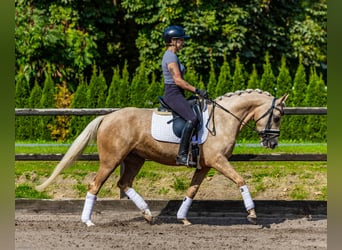 NRPS, Jument, 4 Ans, 150 cm, Palomino