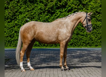 NRPS, Jument, 4 Ans, 150 cm, Palomino